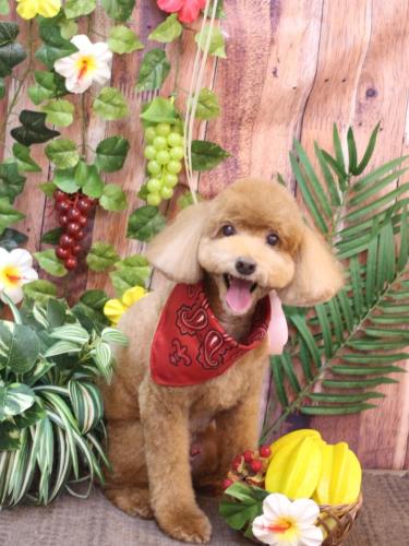 20230826バディくん